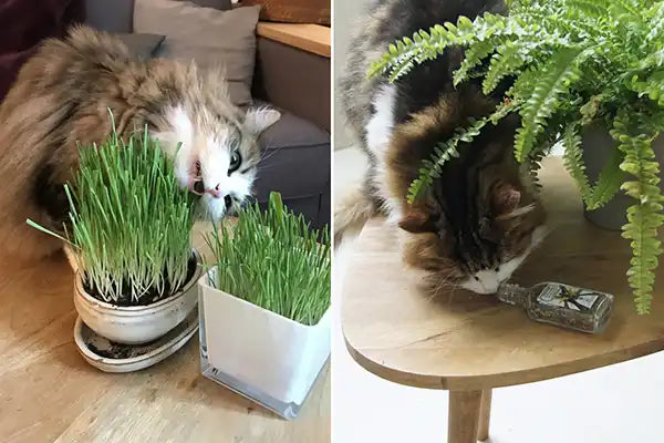 Cataire ou herbe à chat : quelle est la différence ?