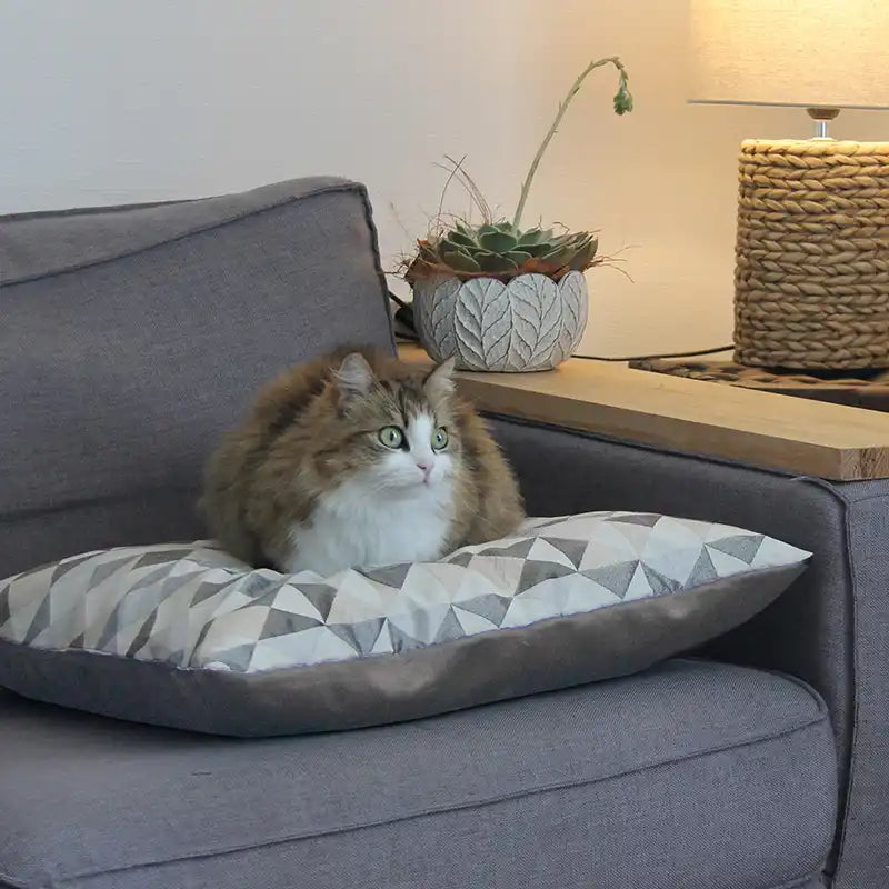 Couchages Chats Design - Coussins XL - Couleur au choix