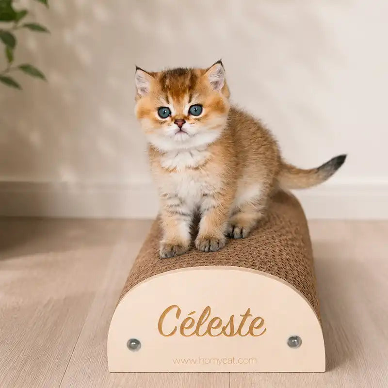 chatonbritish celeste sur son griffoir personnalise rechargeable homycat design en bois grave et carton france qualite
