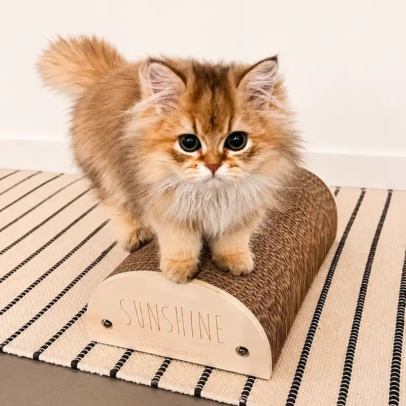 chaton sunshine sur son griffoir personnalise homycat design en bois grave et carton français