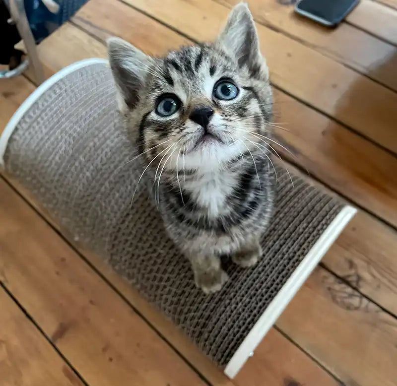 Griffoir chat "All you need is a cat"