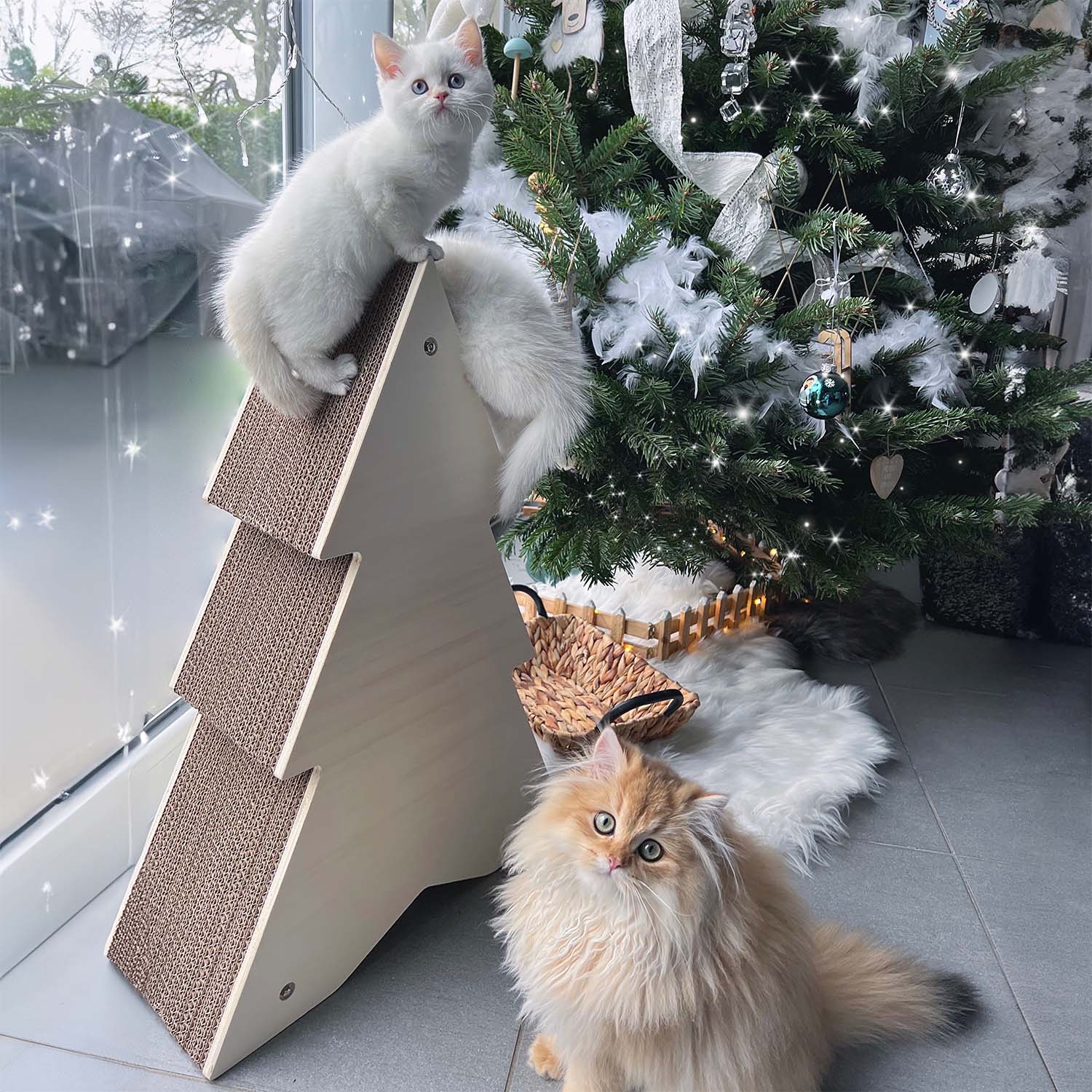 Sapin Griffoir