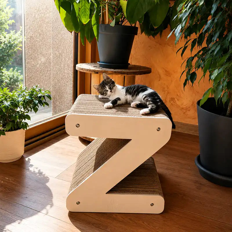 chaton-lettre-z-deco-salle-a-manger-carton-griffoir-plante-homycat