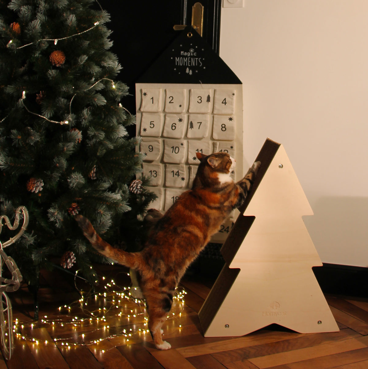 Sapin Griffoir