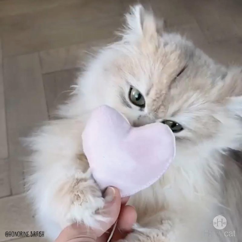 chat-mignon-honorine-british-jouet-coeur-jouet