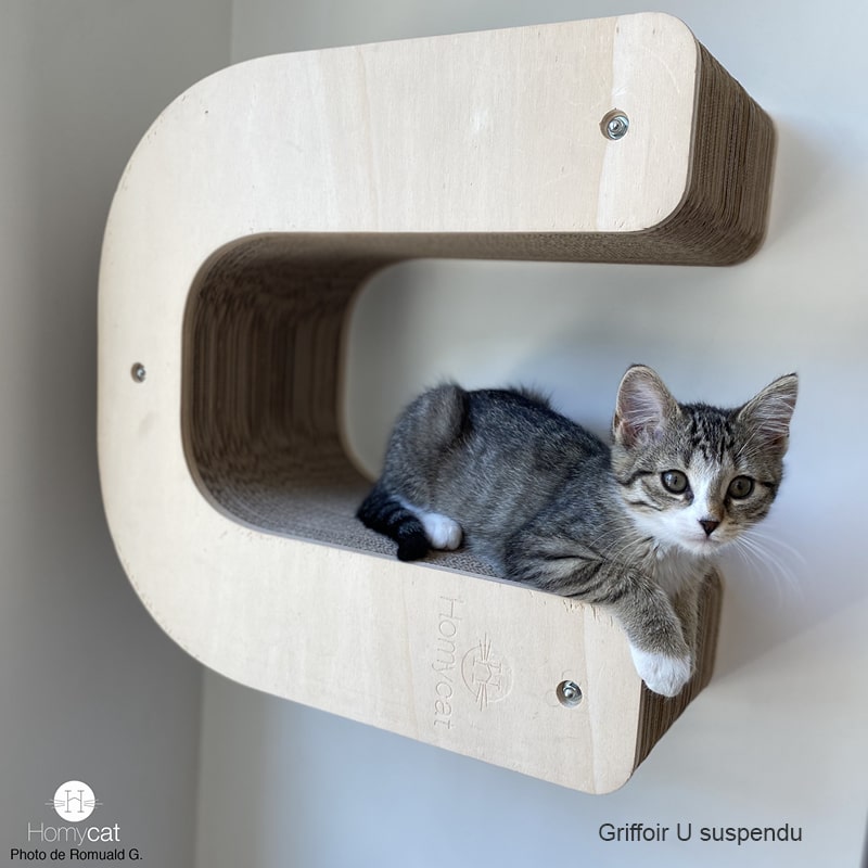 chaton-sur-lettre-U-suspendu-au-mur-homycat