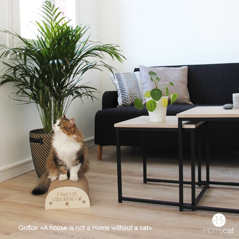 griffoir-citation-humoristique-chat-homycat-a-house-is-not-a-home-without-a-cat