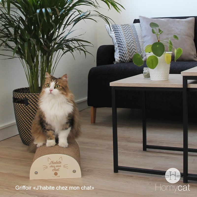 griffoir-citation-humoristique-chat-homycat-j-habite-chez-mon-chat