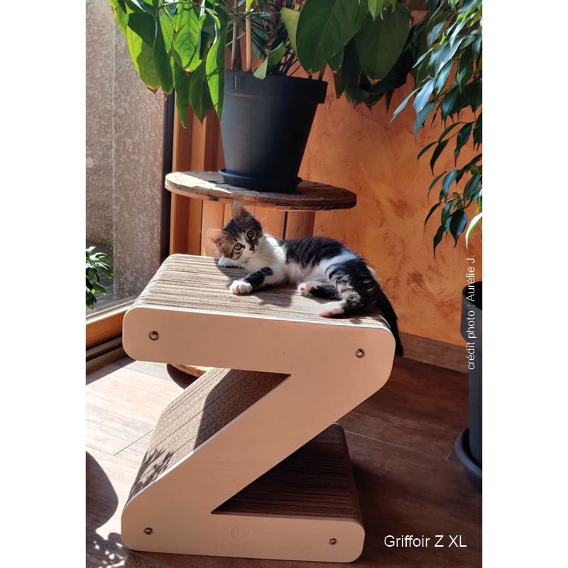 chaton-lettre-z-deco-salle-a-manger-carton-griffoir-plante-homycat