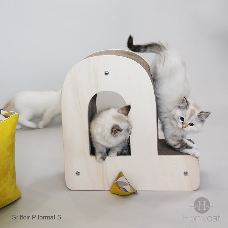 chatons-mignon-griffoir-lettre-p-homycat-zone-jeu-meuble