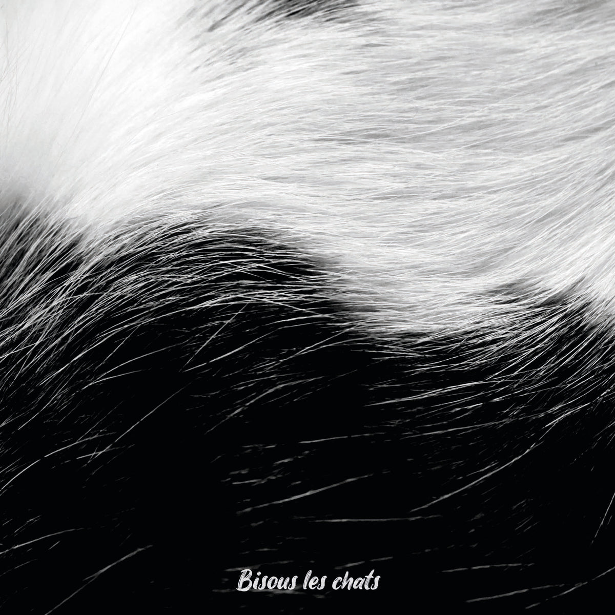Pelage chat noir et blanc