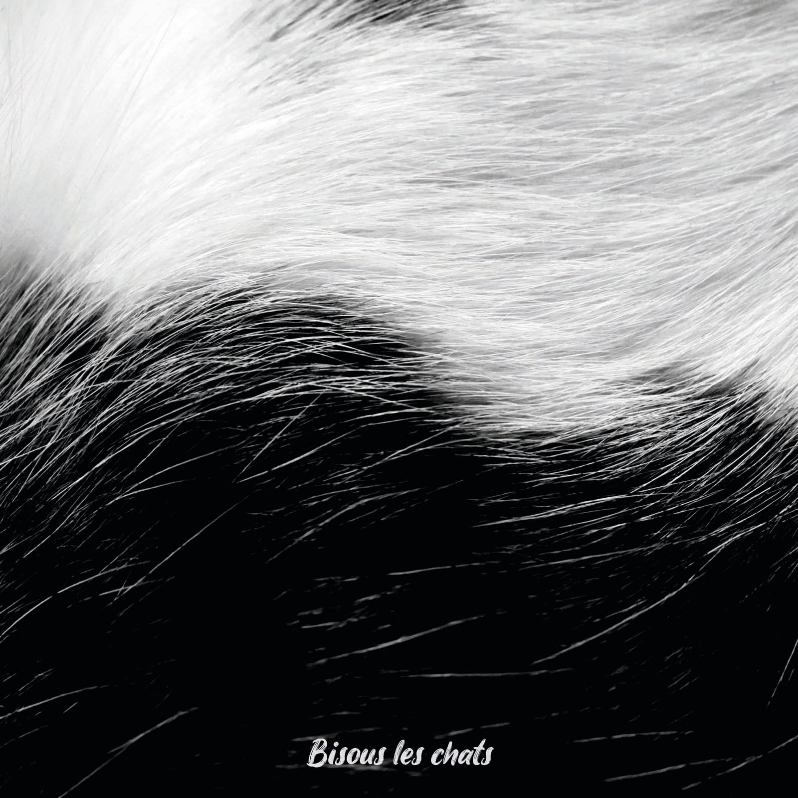 Carnet motif pelage chat noir et blanc de chez Homycat