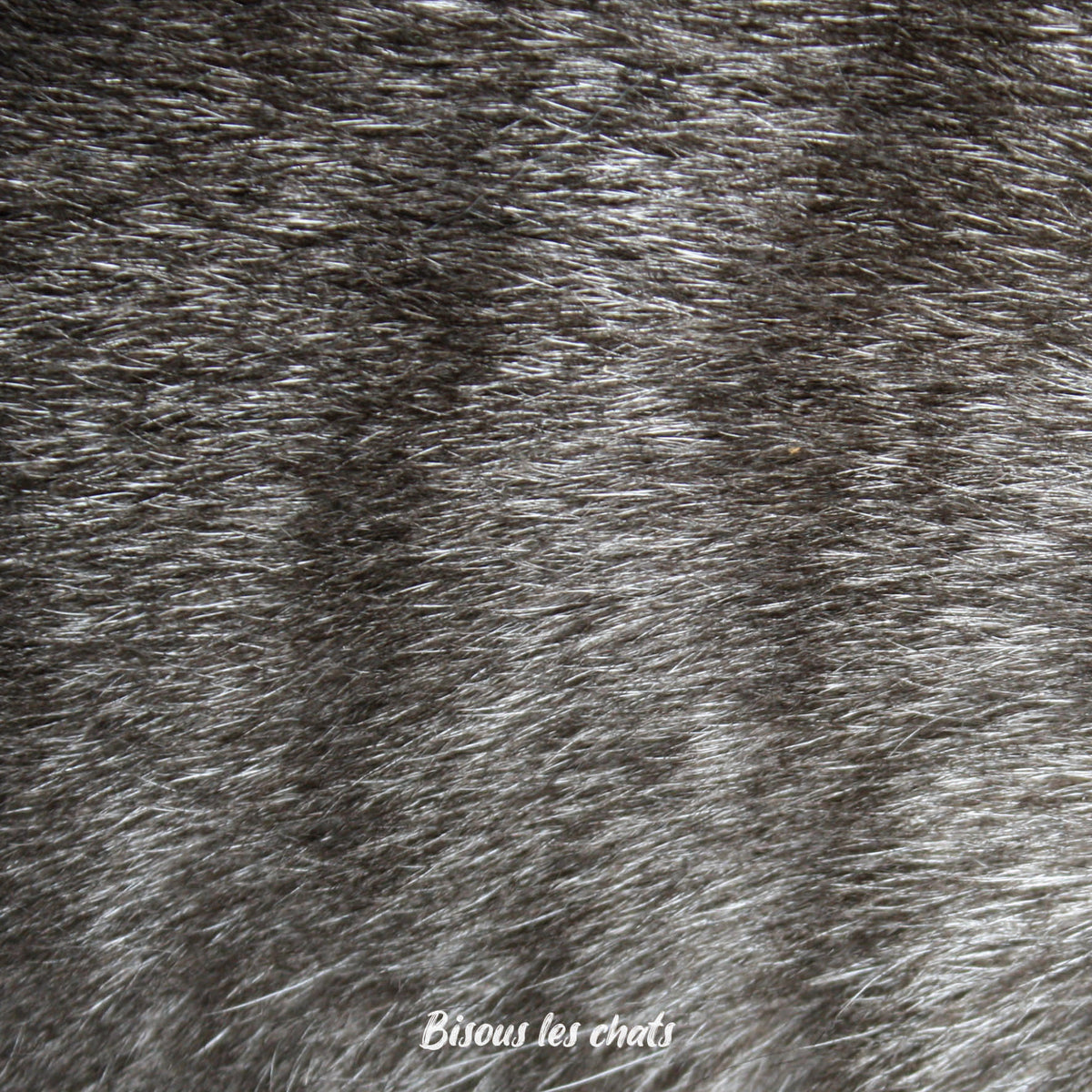 Pelage chat gris tigré