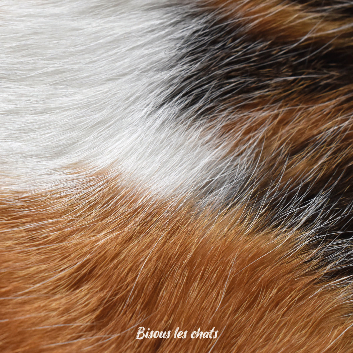 Pelage chat tricolore