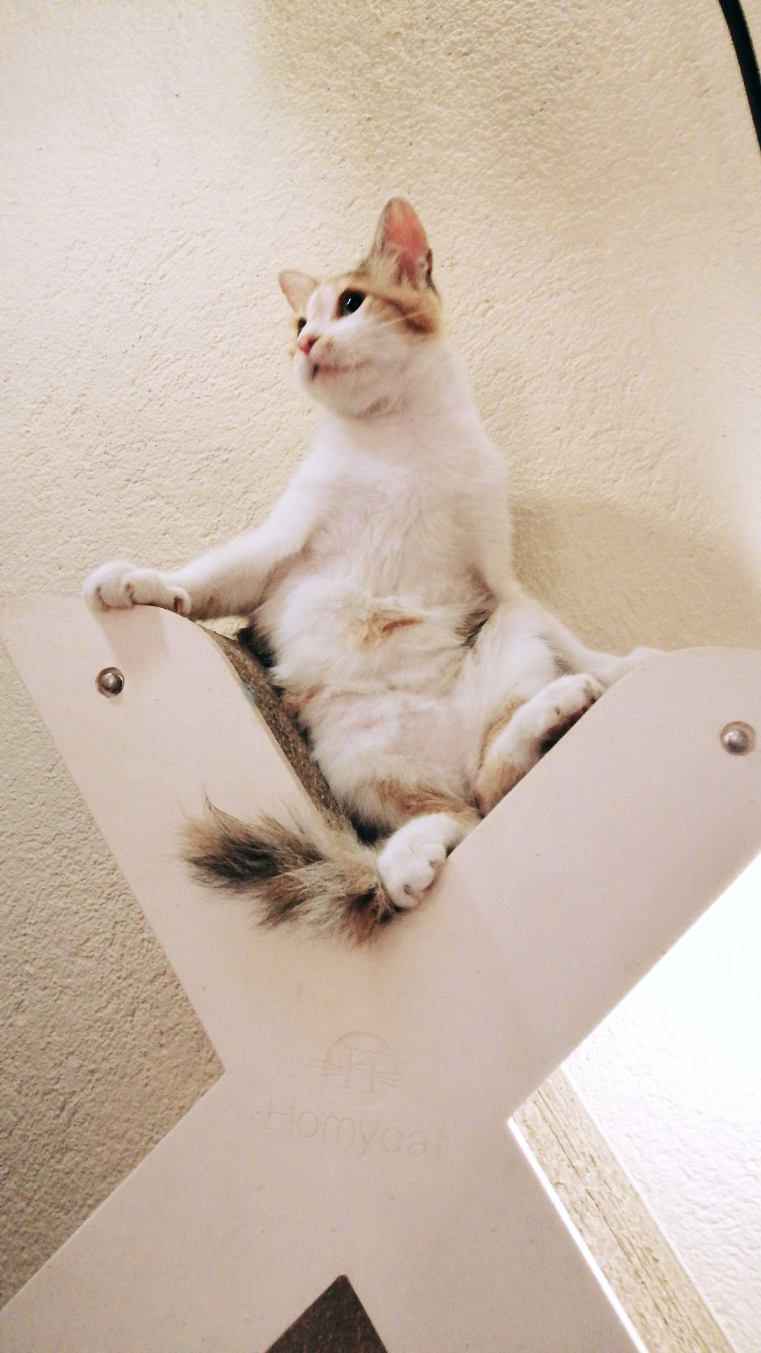 Lettre griffoir mural pour chat au choix (A à Z)