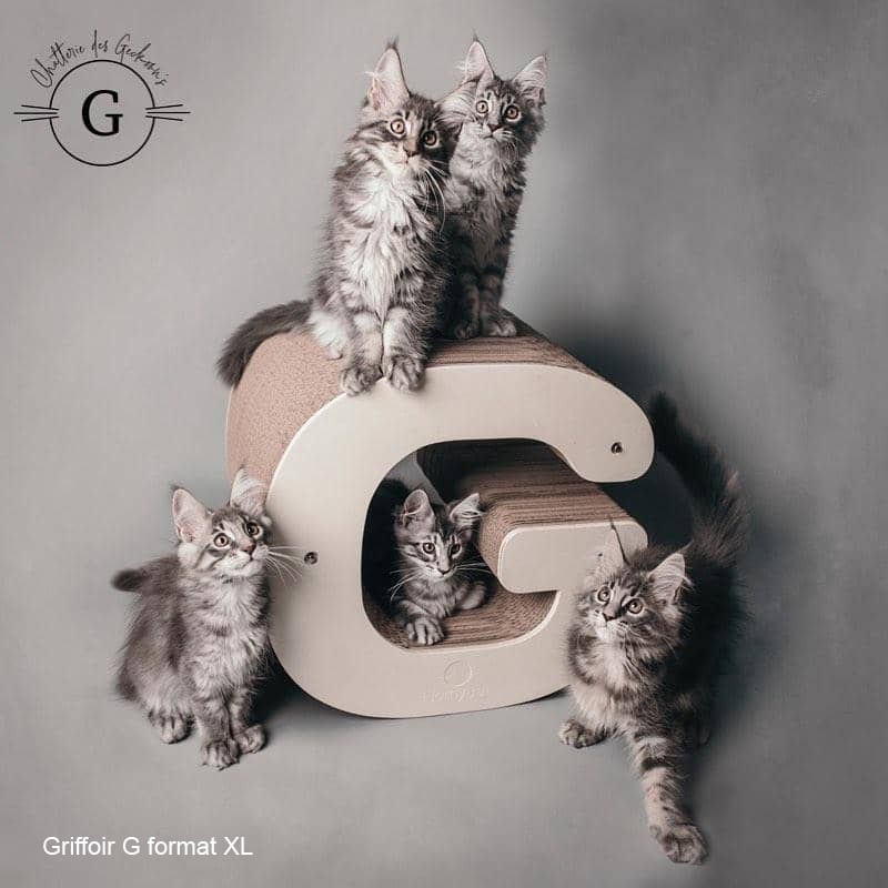 mainecoons-chat-lettre-G-grand-tendance-frnace