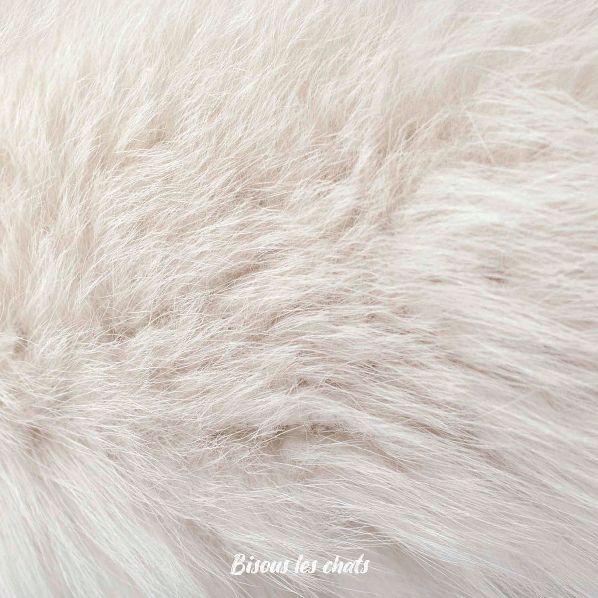 Je prends les 13 pelages des Carnets au poil - Bisous les chats