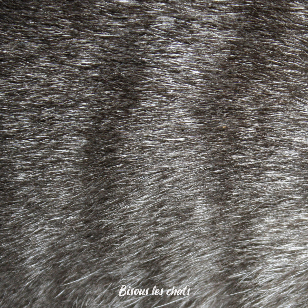 Je prends les 13 pelages des Carnets au poil - Bisous les chats