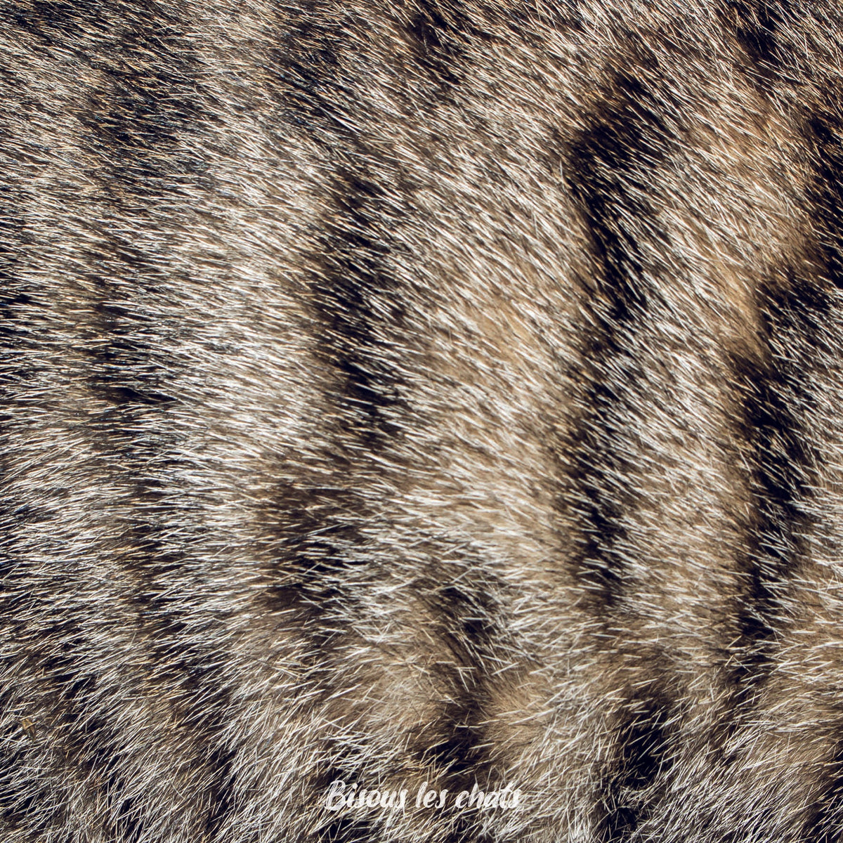 Je prends les 13 pelages des Carnets au poil - Bisous les chats