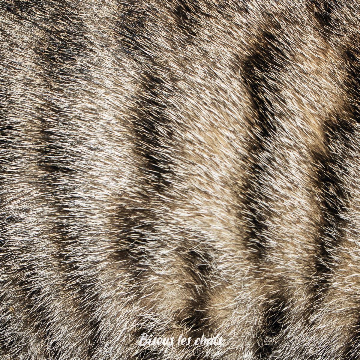 Je prends les 13 pelages des Carnets au poil - Bisous les chats