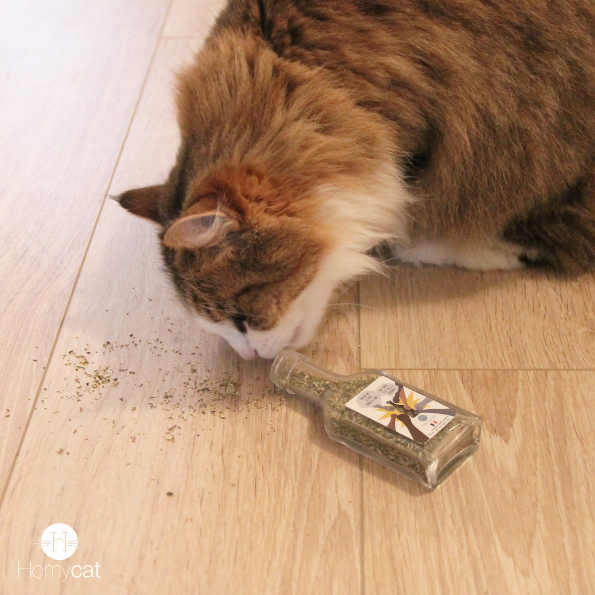 Pack Fraîcheur - 1 x Sachet de Chat'bon + 1 sachet d'herbe à chat à planter + 1 fiole de cataire bio