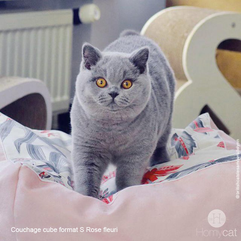 chat-cube-confort-rose-fleur-fleuri-doux-classique-cube-homycat