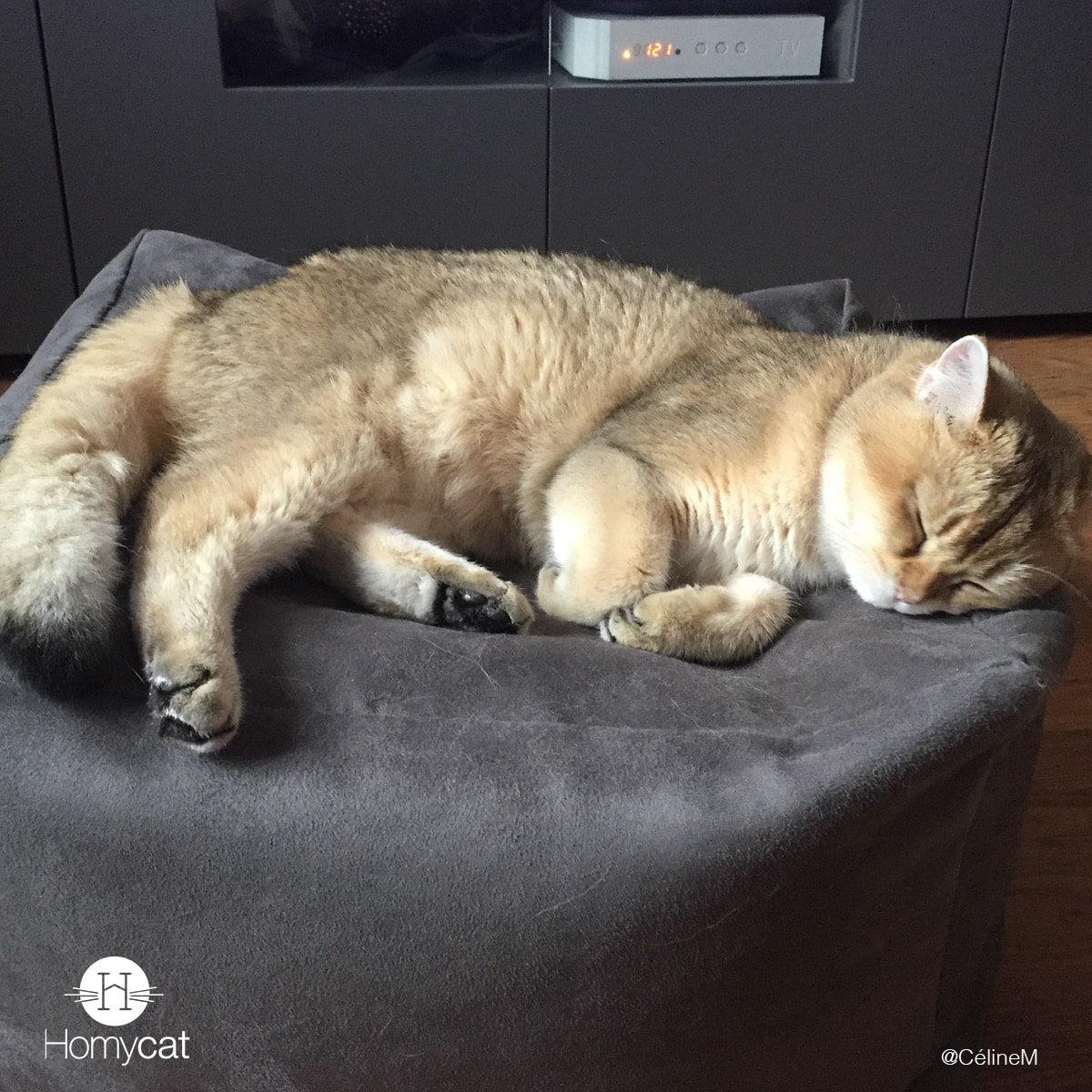 Cube Gris Plume - Couchage pouf chat design