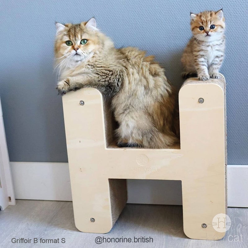 chat-chaton-perchoir-multifonction-griffoir-durable