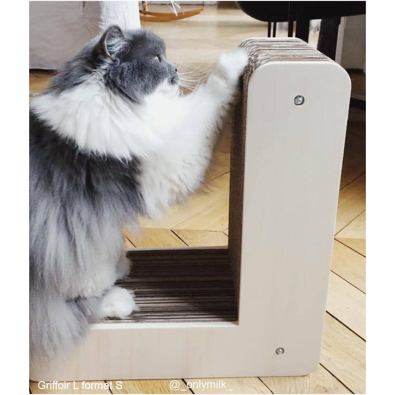 british-longhair-griffe-grattoir-lettre-L-chat