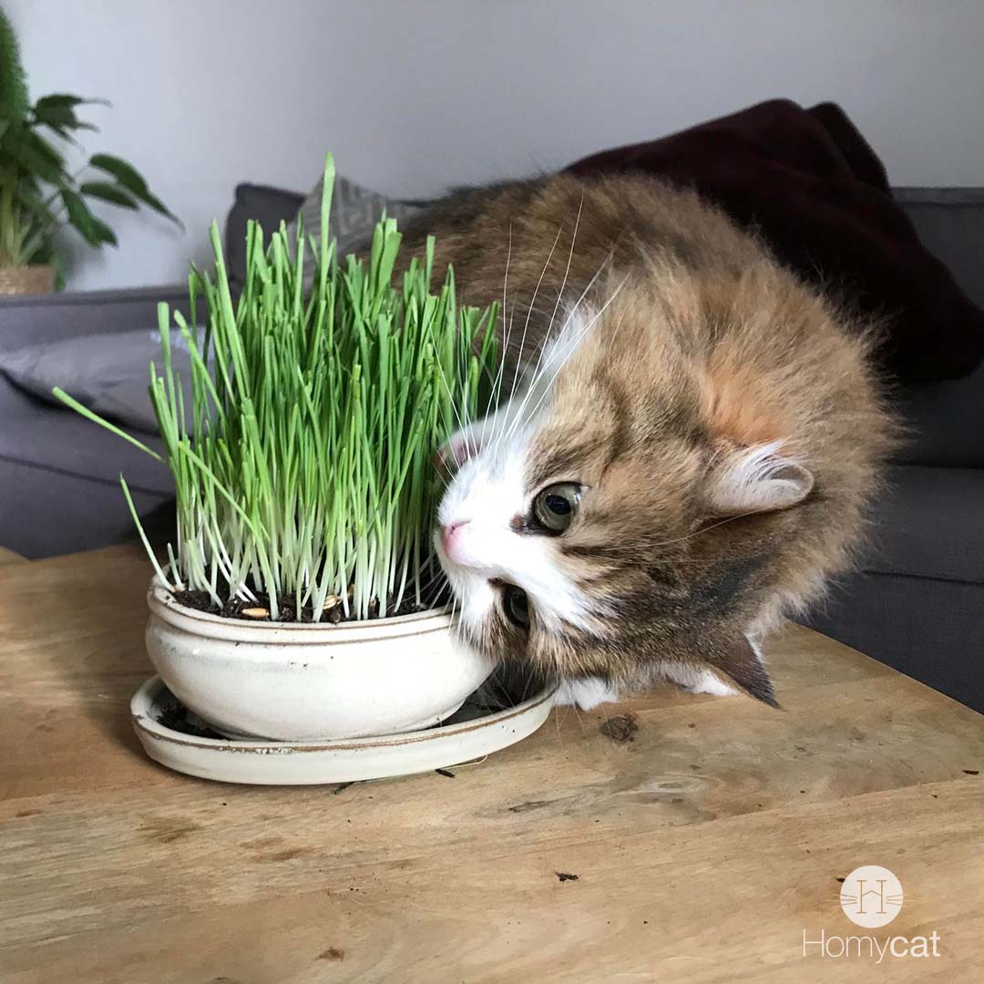 Pack Fraîcheur - 1 x Sachet de Chat'bon + 1 sachet d'herbe à chat à planter + 1 fiole de cataire bio