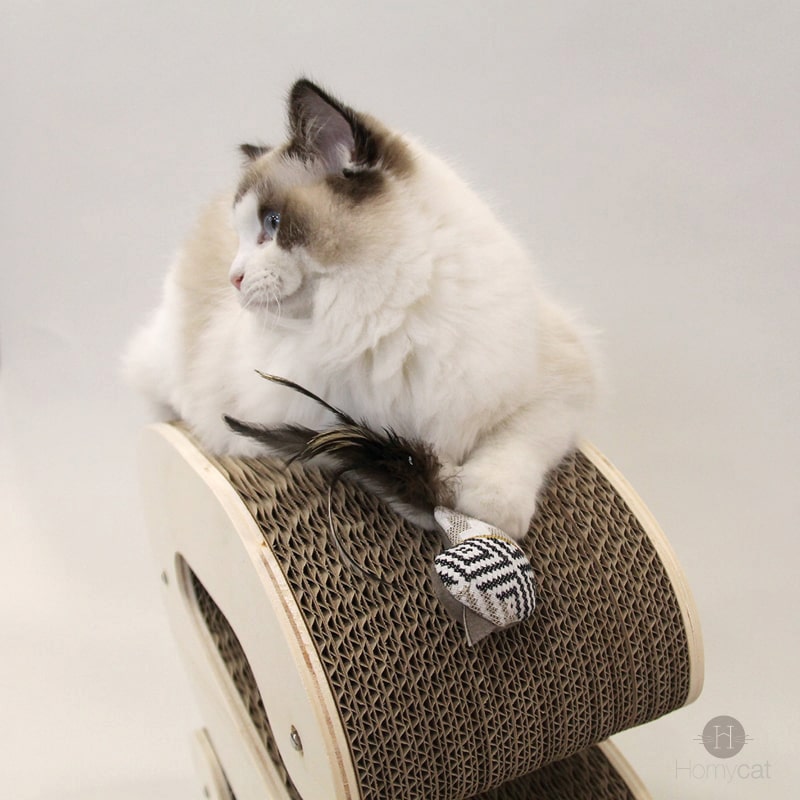 jouets-doudou-chat-plume-oiseau-couleurs-qualité-france-herbe-a-chat-homycat-chat-ragdoll